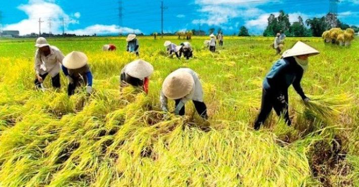 Báo giá Gạo Tân Hưng tháng 09/2025, (giảm sâu 12%)